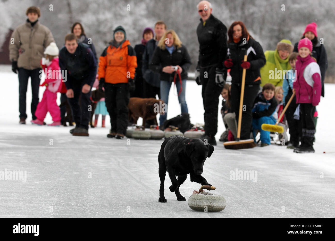 Black Labrador Beth insegue una pietra durante la gara di curling della Stanley Cup tra il club di curling Blair Drummond e il club di curling del porto di Menteith, che si tiene su un lago ghiacciato di Menteith. Foto Stock