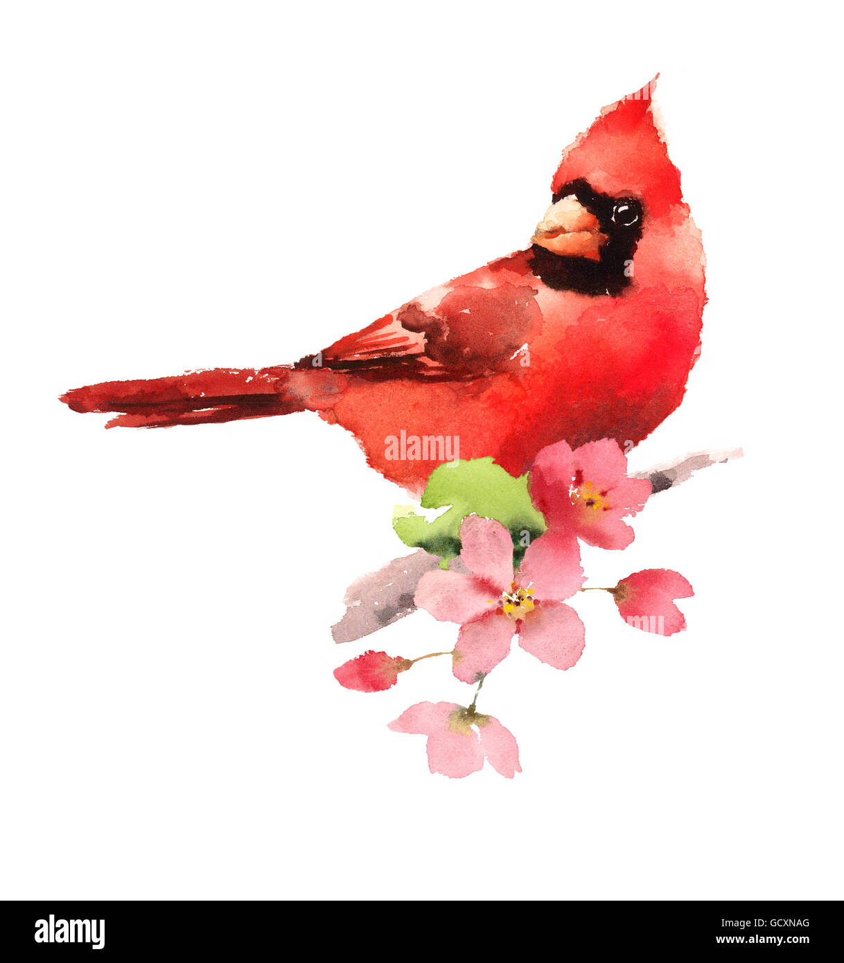 Acquerello uccello rosso cardinale dipinta a mano illustrazione isolati su sfondo bianco Foto Stock