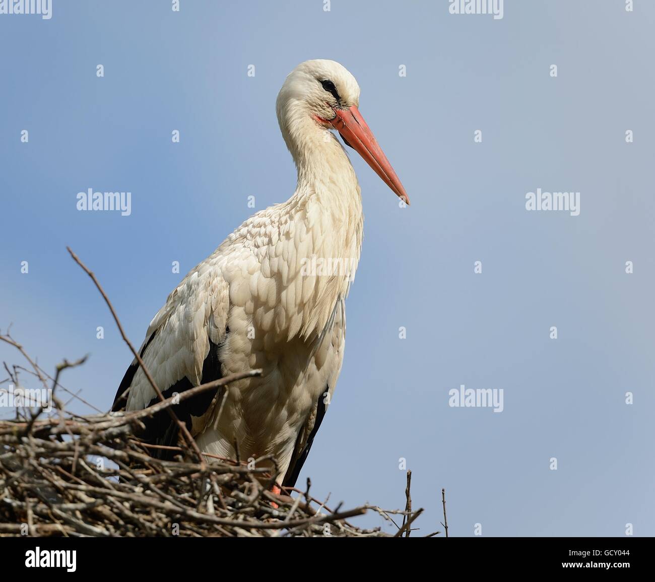Cicogna, la cicogna bianca, Bird, trampolieri, becco, nido, Germania, animale, piume Foto Stock