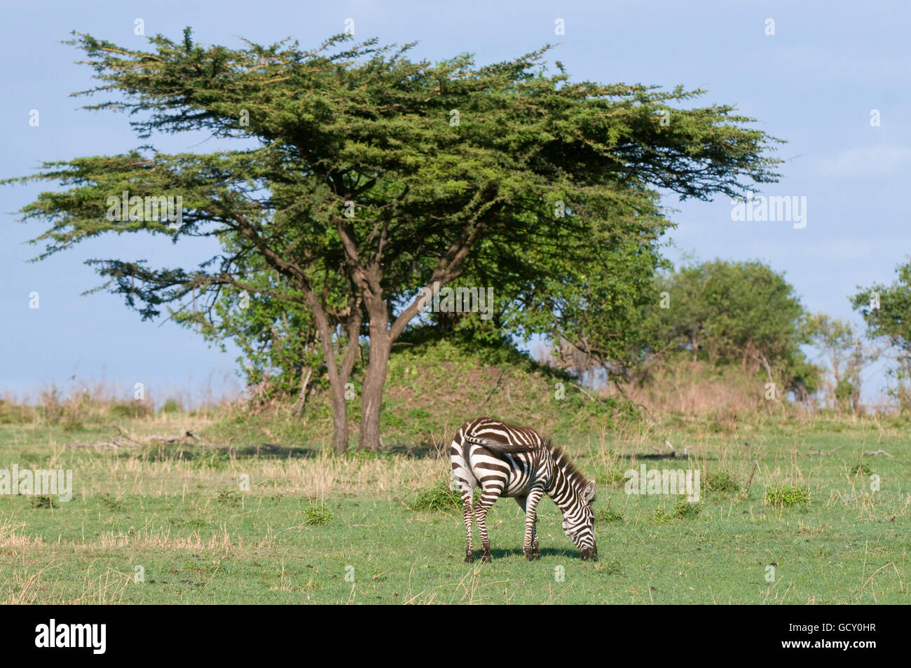 Zebra comune (Equus quagga), il Masai Mara riserva nazionale, Kenya, Africa Foto Stock