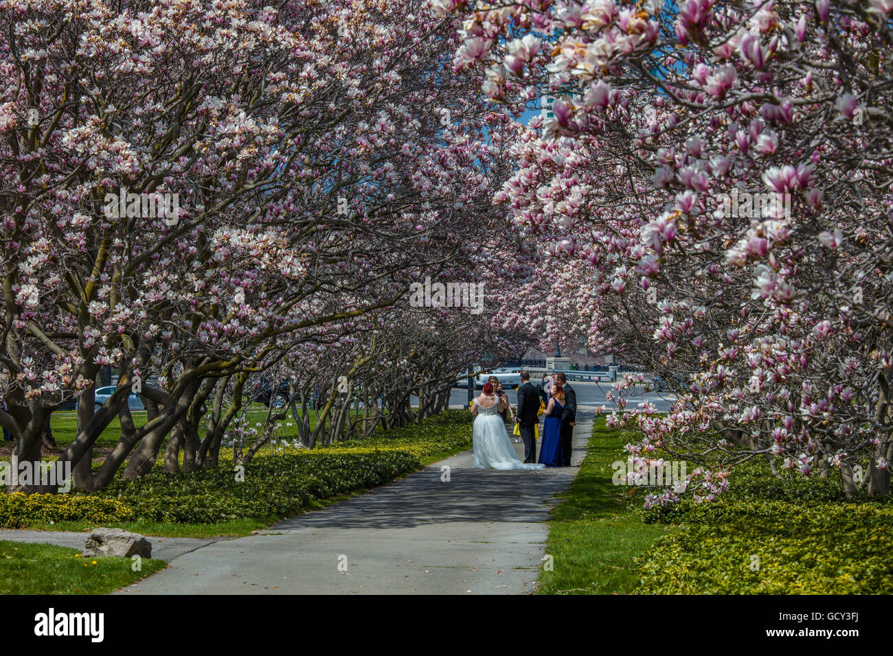 Festa di nozze sotto magnolie in fiore nel giardino che circonda l'Showhouse floreale in Niagara Falls Ontario Canada Foto Stock