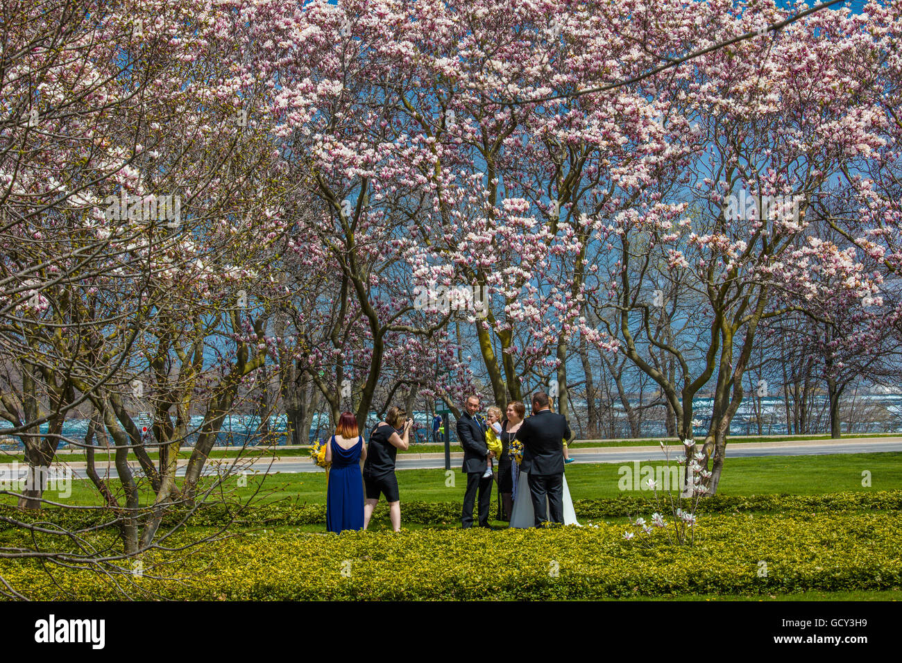 Festa di nozze sotto magnolie in fiore nel giardino che circonda l'Showhouse floreale in Niagara Falls Ontario Canada Foto Stock