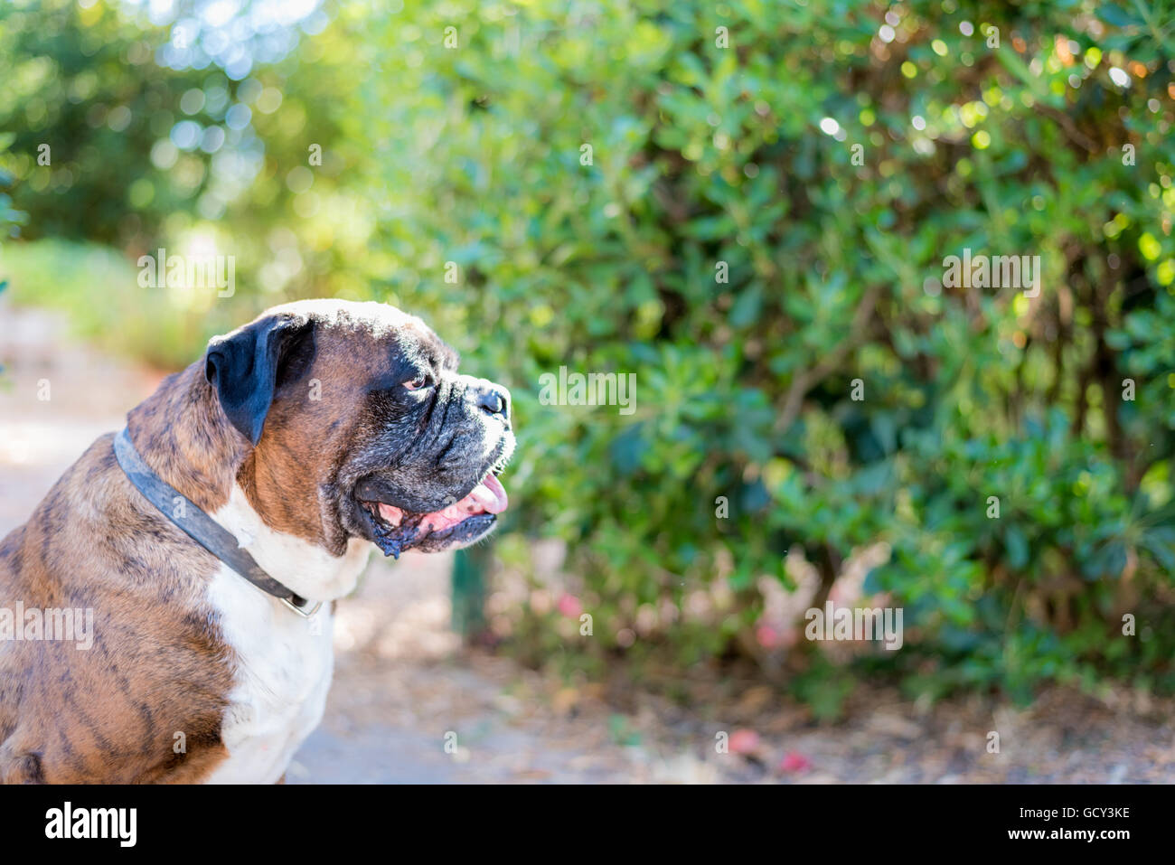 Ritratto di Nizza boxer tedesco cane fuori Foto Stock