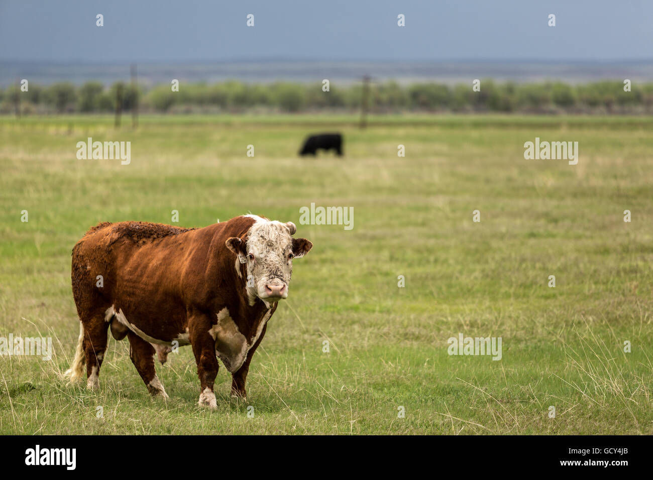 Una mucca lambisce vicino a Bridgeport, Nebraska, 15 maggio 2015. Foto Stock