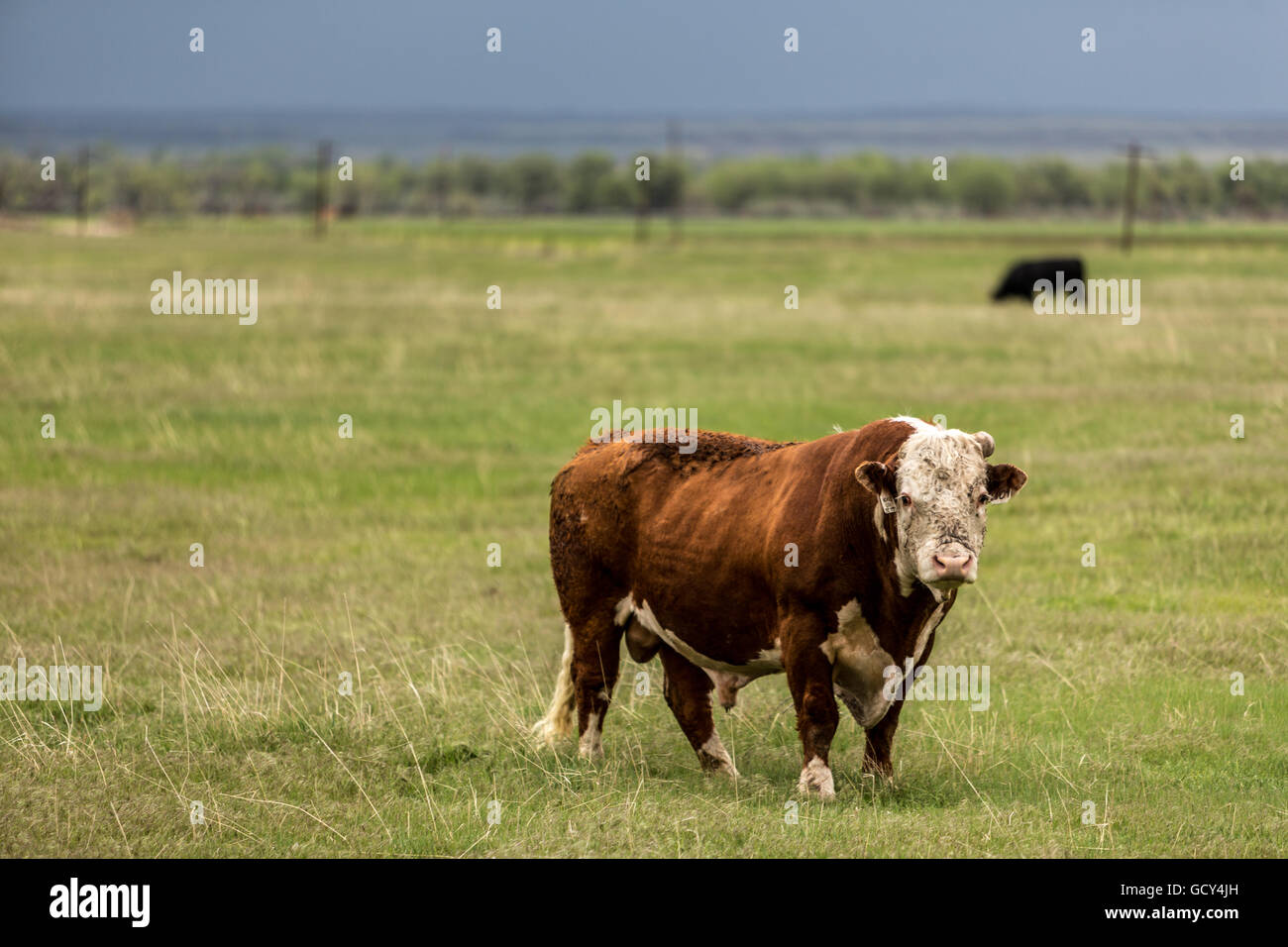 Una mucca lambisce vicino a Bridgeport, Nebraska, 15 maggio 2015. Foto Stock