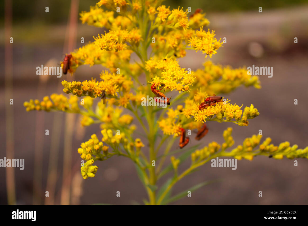 5 coppie di bug coniugata su fiori gialli Foto Stock