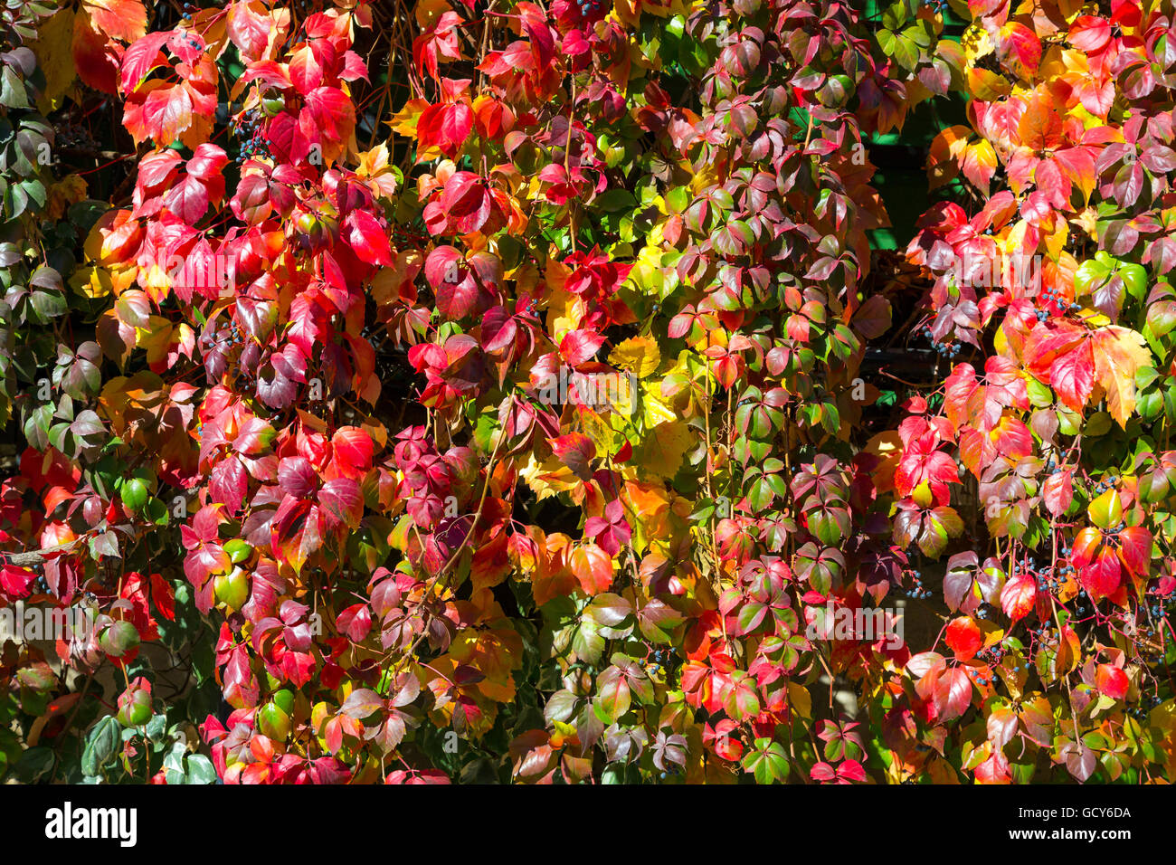 Foglie autunnali Hedge con immagini luminose brillanti colori dell'autunno Foto Stock