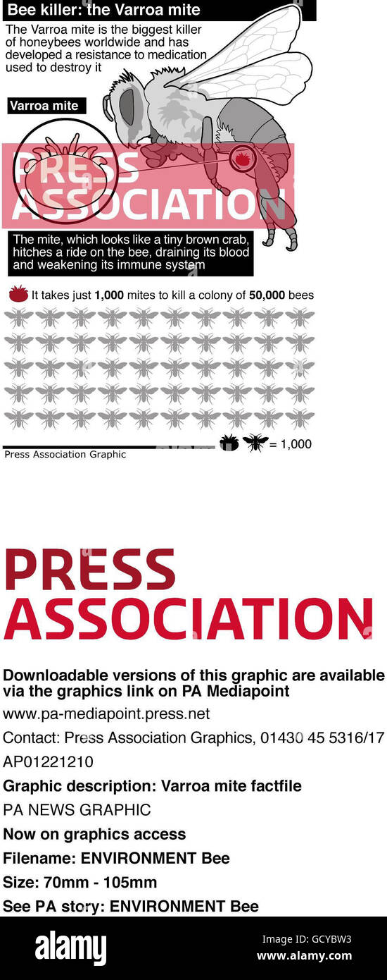 BEE. AMBIENTE varroa mite factfile Foto Stock