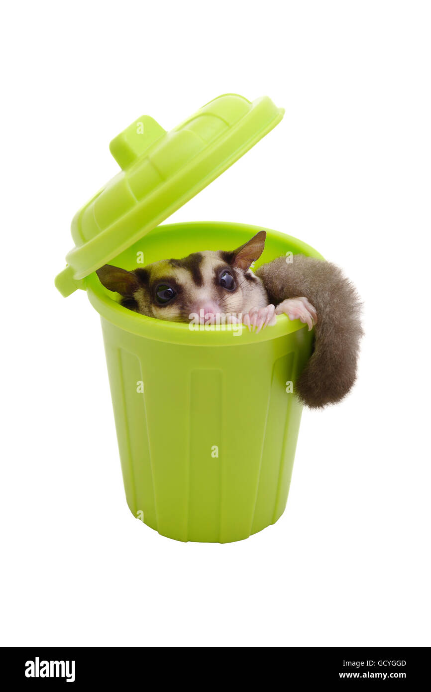 Sugarglider seduto in verde cestino della spazzatura e guardando fuori su sfondo bianco. Foto Stock