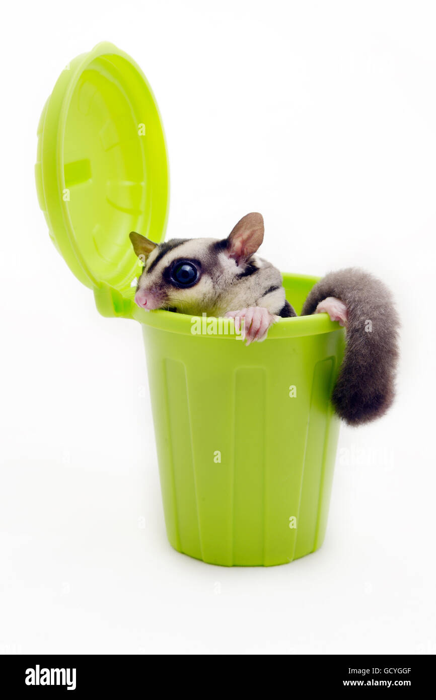 Sugarglider verde nella spazzatura alla ricerca di qualcosa su sfondo bianco. Foto Stock