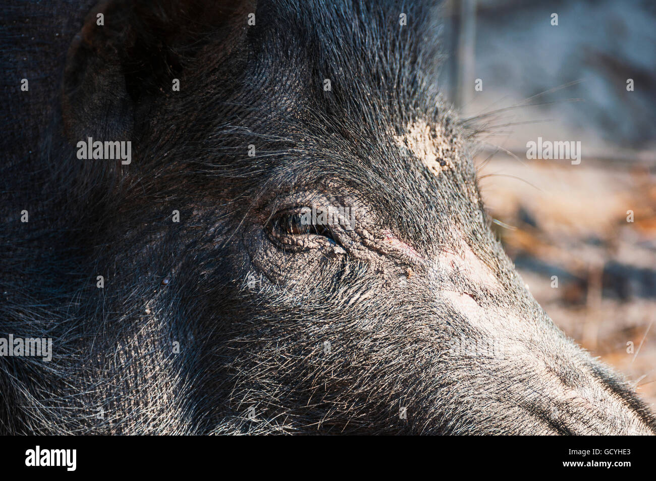 Close up di un porco selvatico; Gaitor, Florida, Stati Uniti d'America Foto Stock