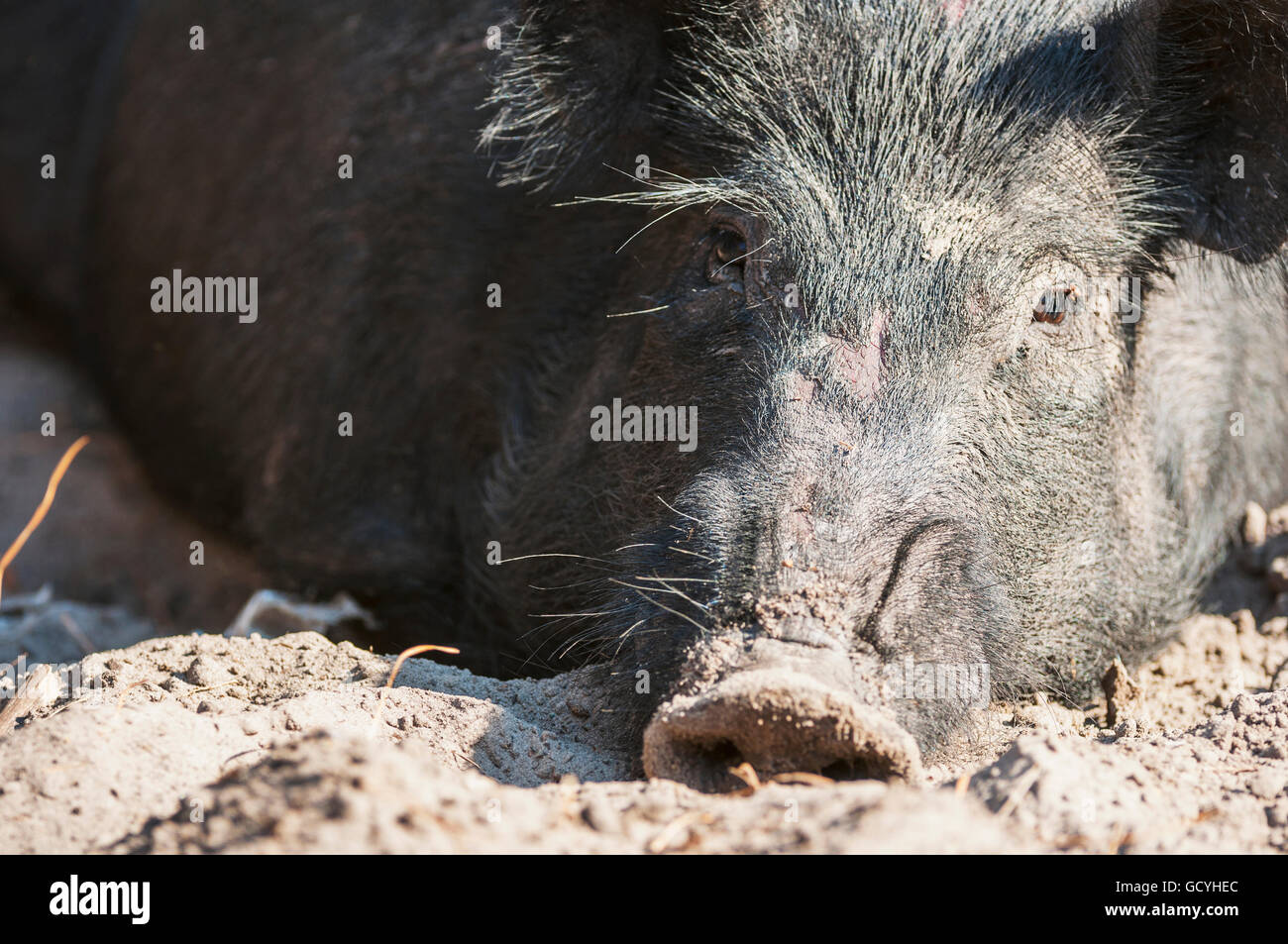 Close up di un porco selvatico; Gaitor, Florida, Stati Uniti d'America Foto Stock