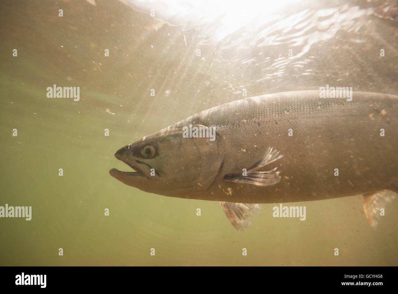 Vista subacquea di un Salmone Sockeye, Alaska Foto Stock