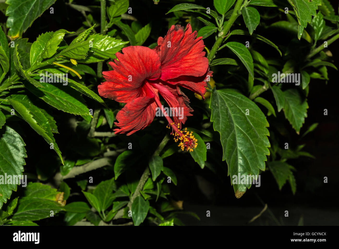 Close up di rosso fiori di ibisco Foto Stock