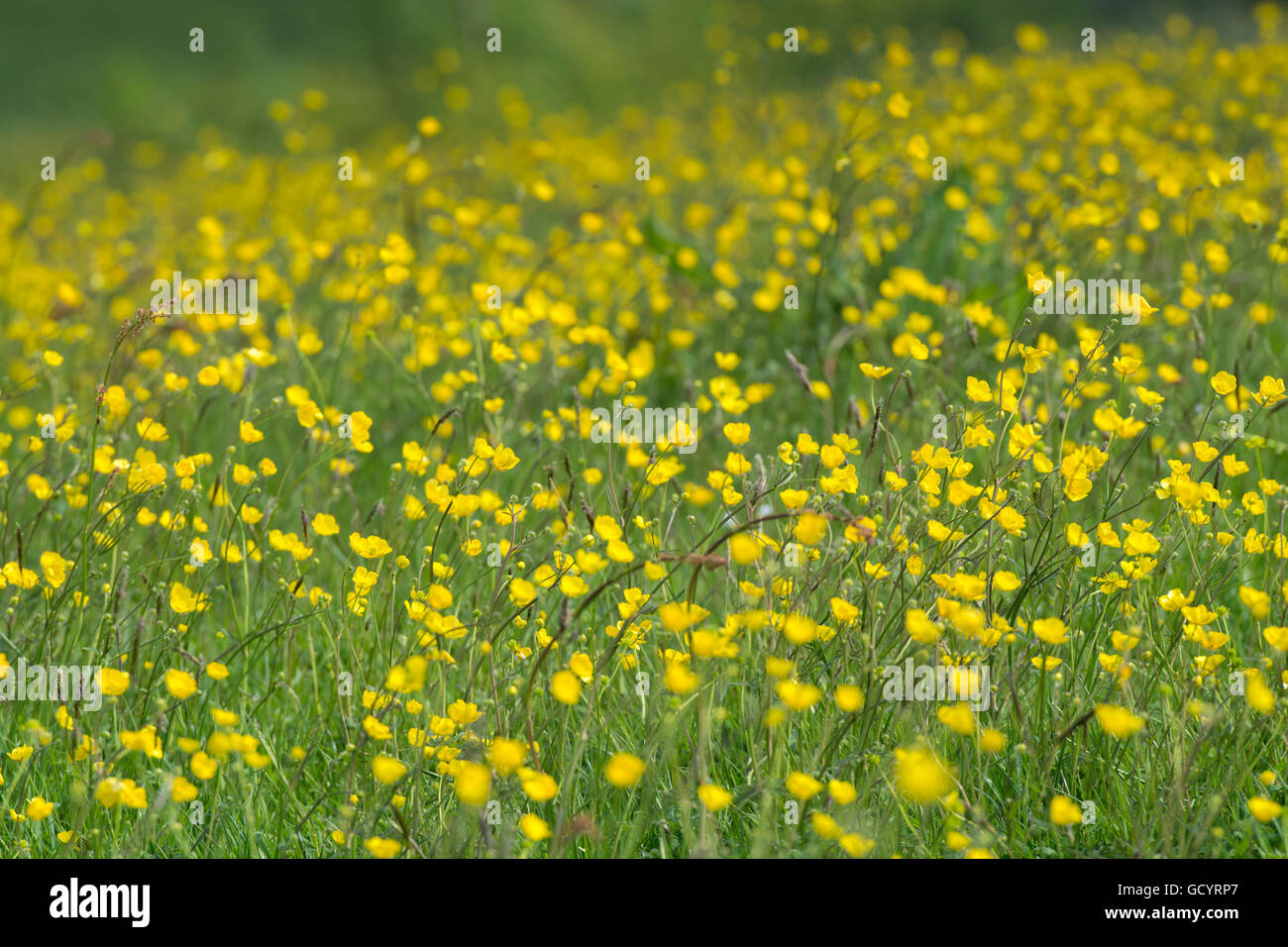 Tradizionale il fieno di montagna prato pieno di fiori selvaggi, specialmente renoncules, Lancashire, Regno Unito Foto Stock