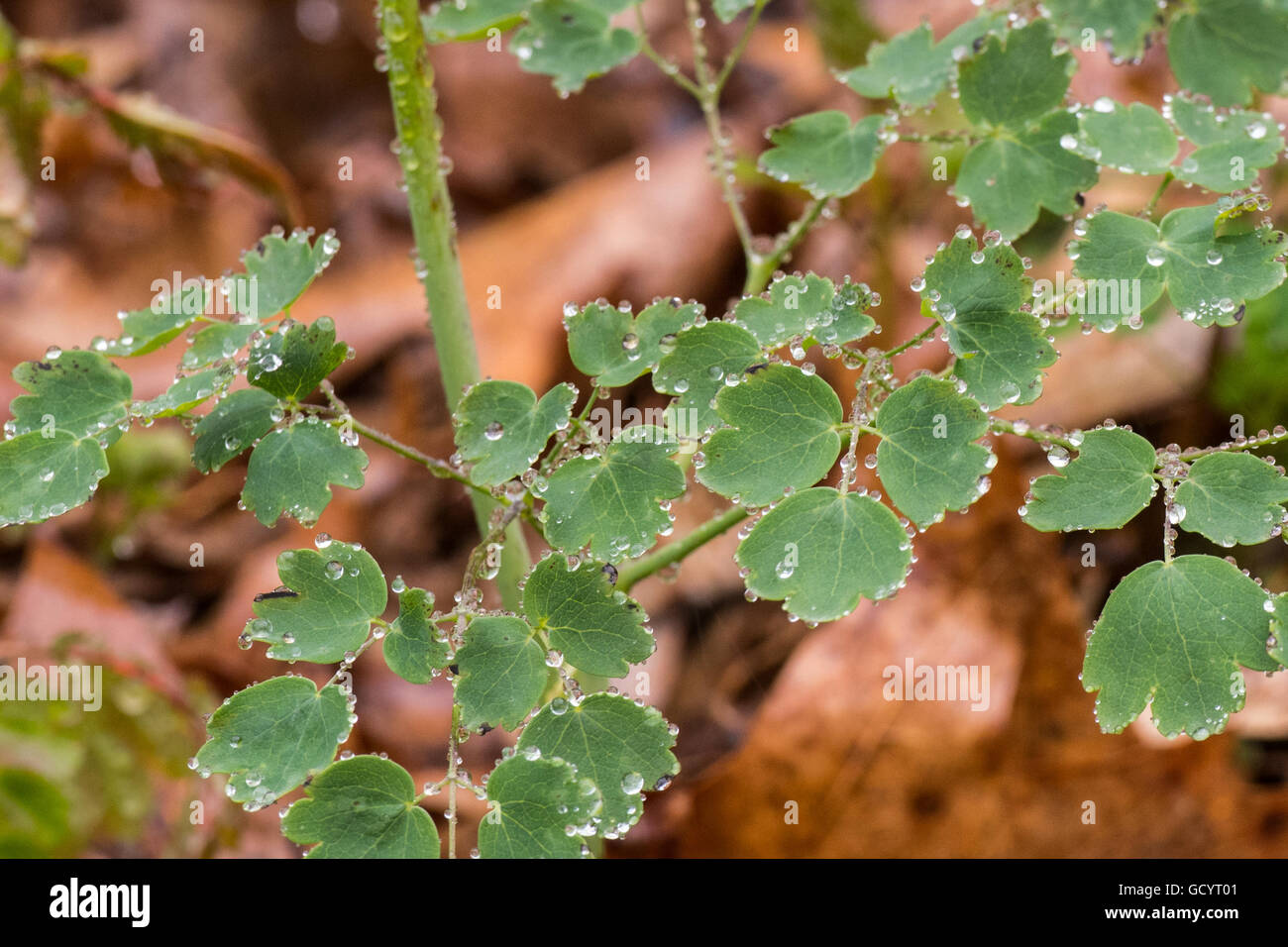 Pioggia di piccole foglie verdi durante la tempesta di primavera Foto Stock