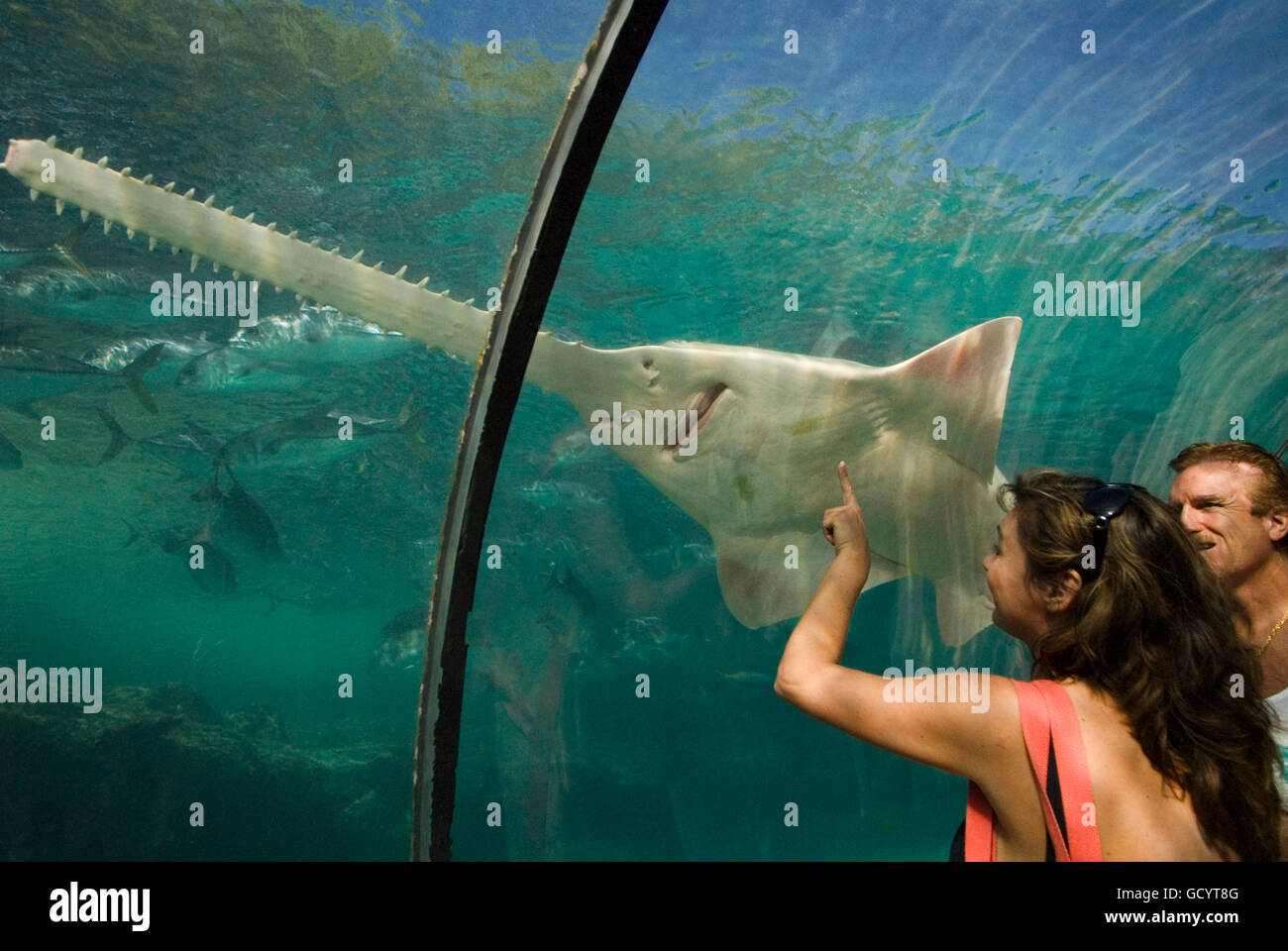 Acquario un tunnel di vetro per vedere i predatori. Hotel Atlantis. Paradise Island, a Nassau, New Providence Island, Bahamas, dei Caraibi. Pano Foto Stock