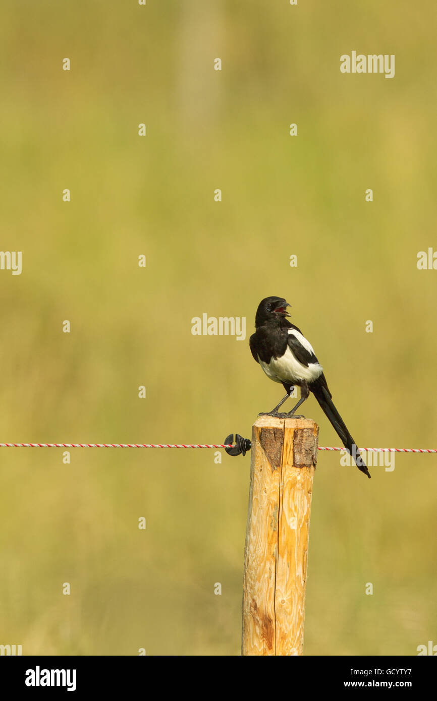 Eurasian Gazza (Pica pica) seduti su un palo da recinzione a Francoforte in Germania. Foto Stock
