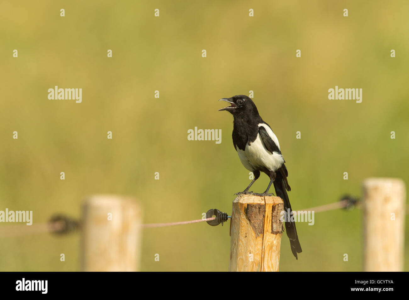 Eurasian Gazza (Pica pica) seduti su un palo da recinzione a Francoforte in Germania. Foto Stock