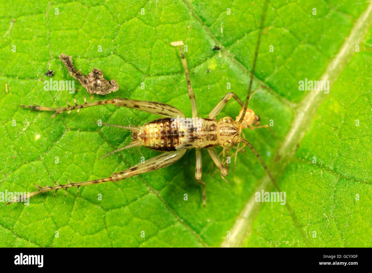 Bush cricket (Anaxipha sp.) n foglie Foto Stock