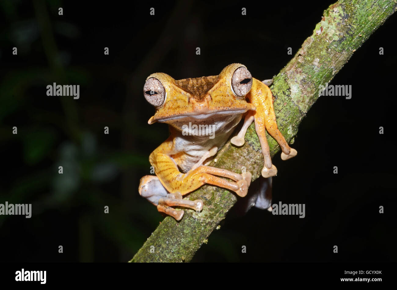 File-Eared Raganella (Polypedates otilophus), Kubah National Park, Malaysia Foto Stock