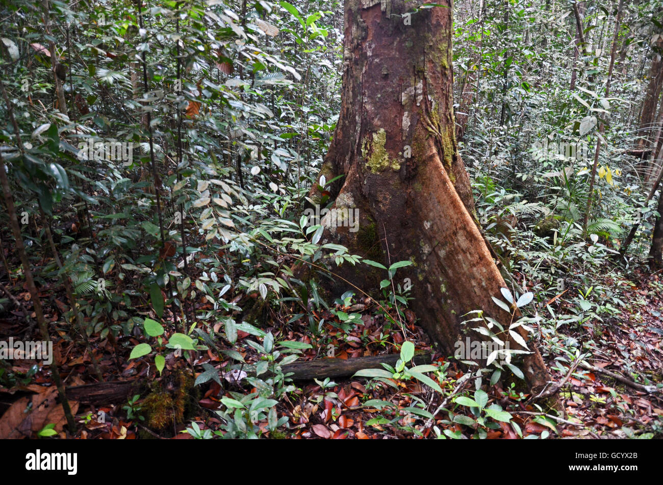 Albero della foresta pluviale in Kubah National Park, Sarawak, Malaysian Borneo Foto Stock