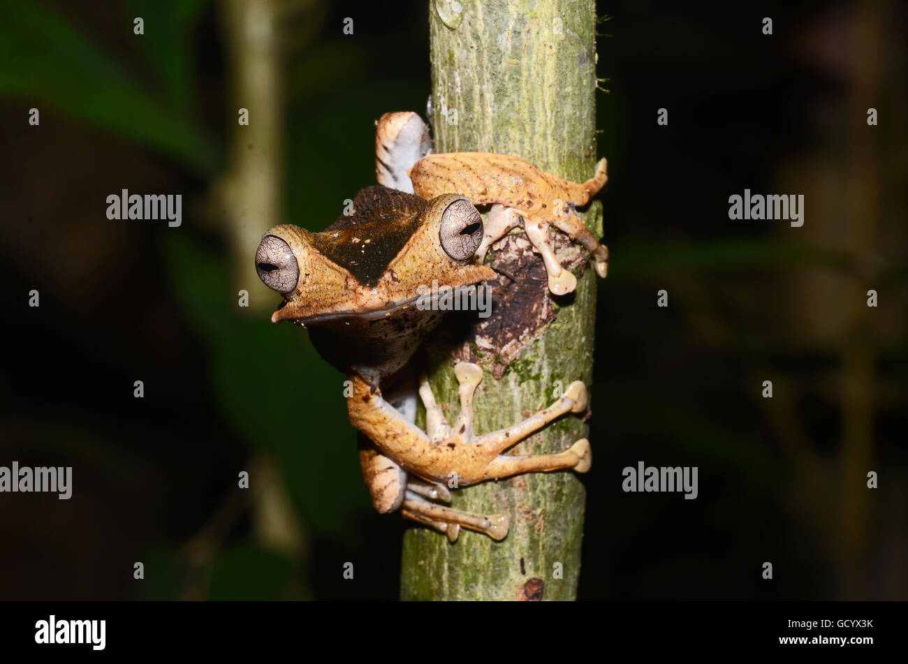 File-Eared Raganella (Polypedates otilophus), Kubah National Park, Malaysia Foto Stock