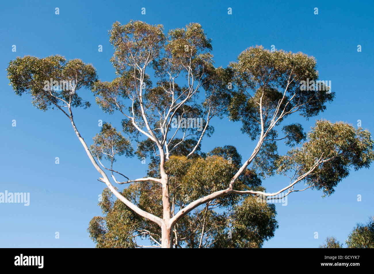 La diffusione di eucalipti nativo in una patch di bosco aperto nel bayside sobborghi di Melbourne Foto Stock