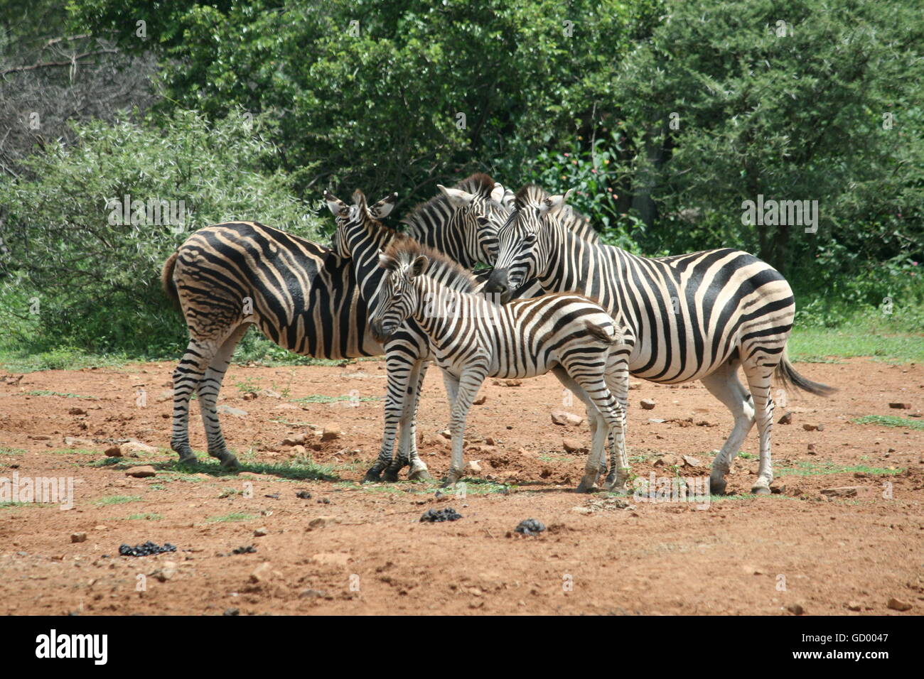 Una famiglia zebra di quattro piedi vicino ad ogni altro nel Parco Nazionale di Pilanesberg Foto Stock