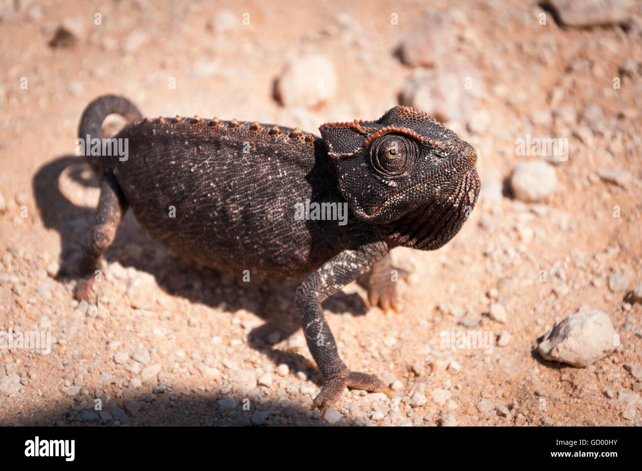 Chameleon nel deserto in Namibia, Africa Foto Stock