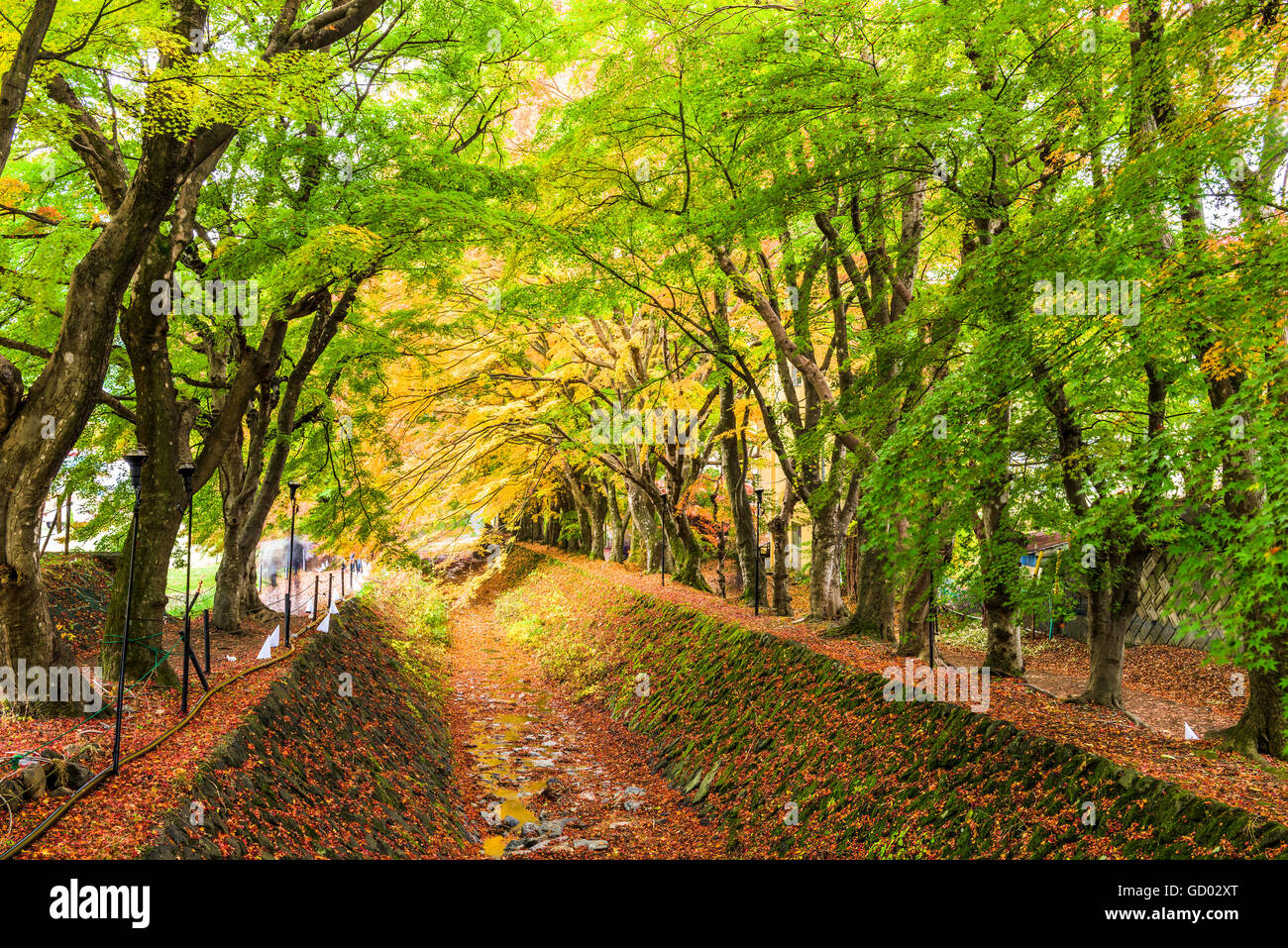 Maple corridoio vicino al Lago Kawaguchi, Giappone durante l'autunno. Foto Stock