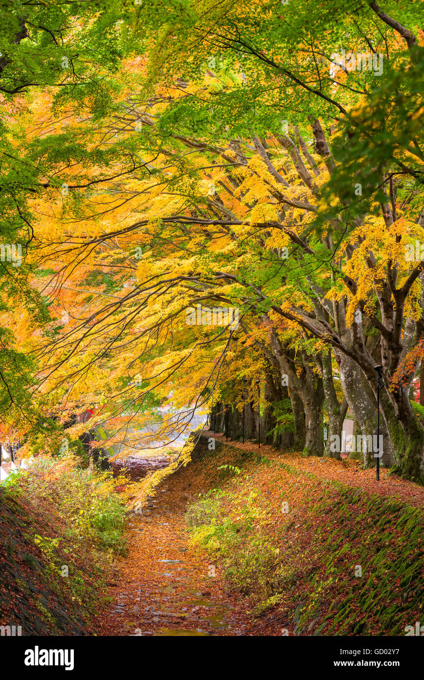 Maple corridoio vicino al Lago Kawaguchi, Giappone durante l'autunno. Foto Stock