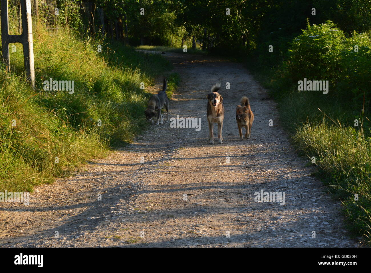 I cani randagi in campagna. Foto Stock