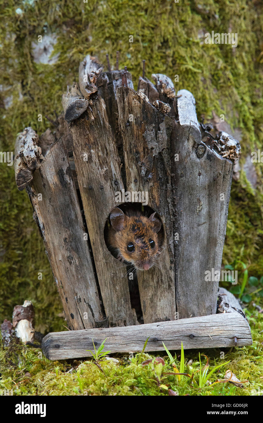Legno europeo mouse, Apodemus sylvaticus, nel log cabin, Loch Lomond, Scozia Foto Stock