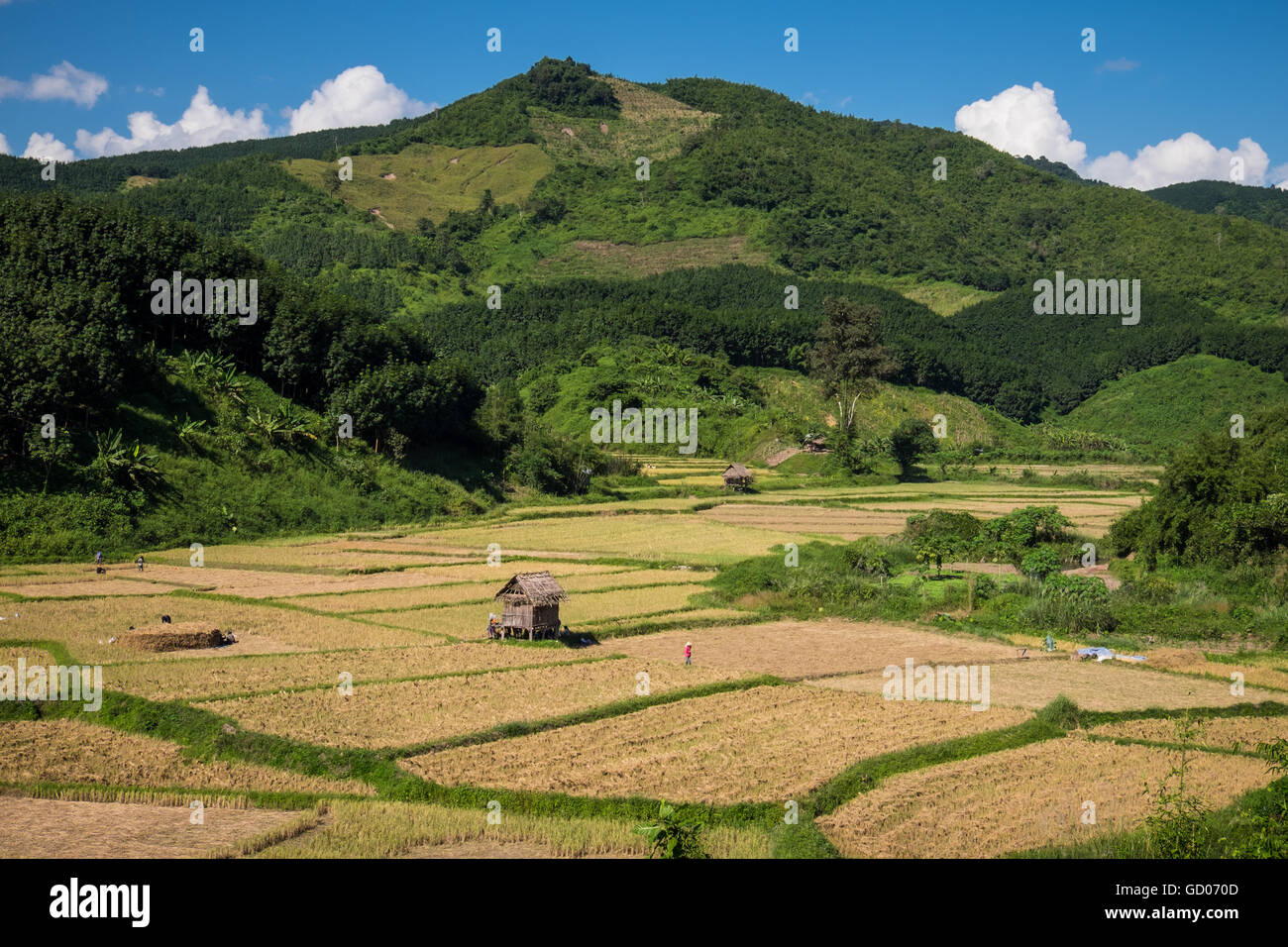 La gente la mietitura del riso nel caldo sole del pomeriggio vicino a Luang Namtha, Repubblica democratica popolare del Laos Foto Stock