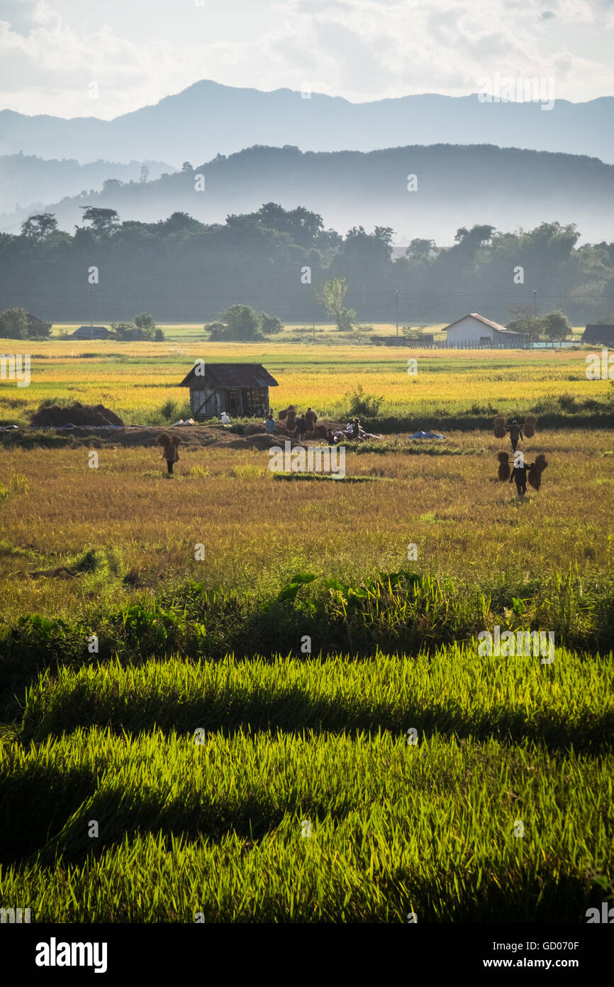 La gente la mietitura del riso nel caldo sole del pomeriggio vicino a Luang Namtha, Repubblica democratica popolare del Laos Foto Stock