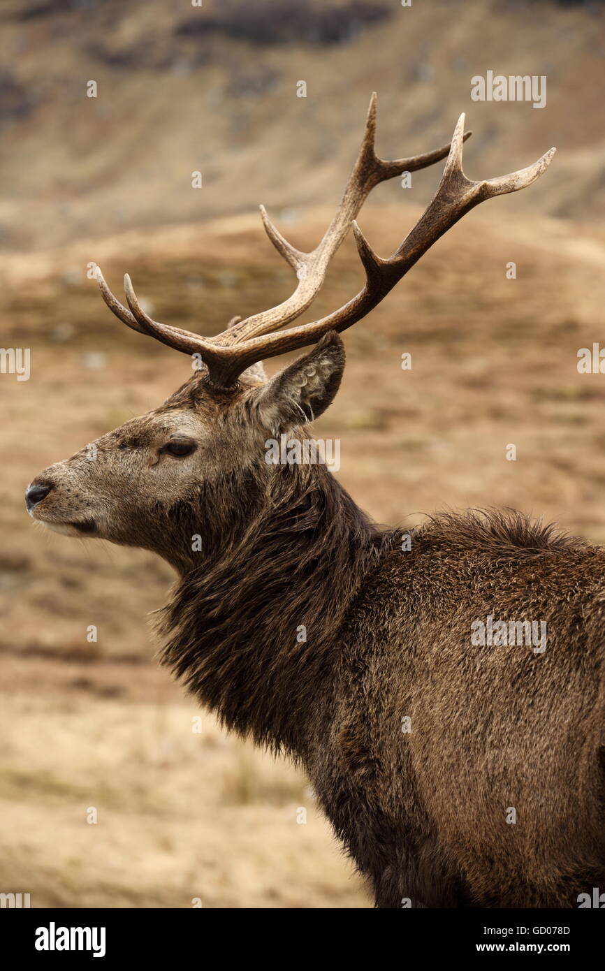 Wild Red Deer Stag nelle Highlands Scozzesi. Foto Stock