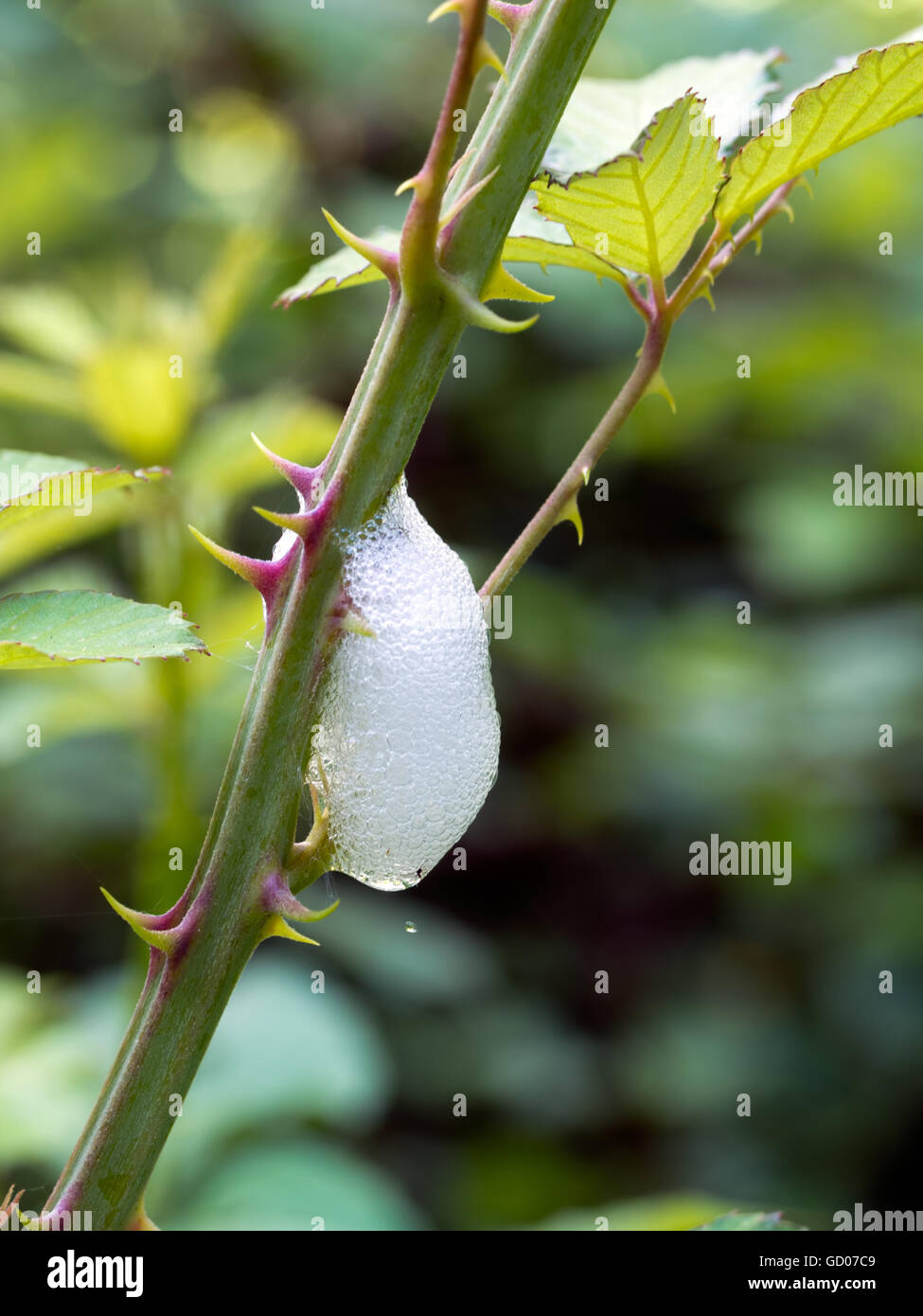 Macro. Il cuculo spit la fusione con la luce del sole - caduta di gocciolamento. Foto Stock