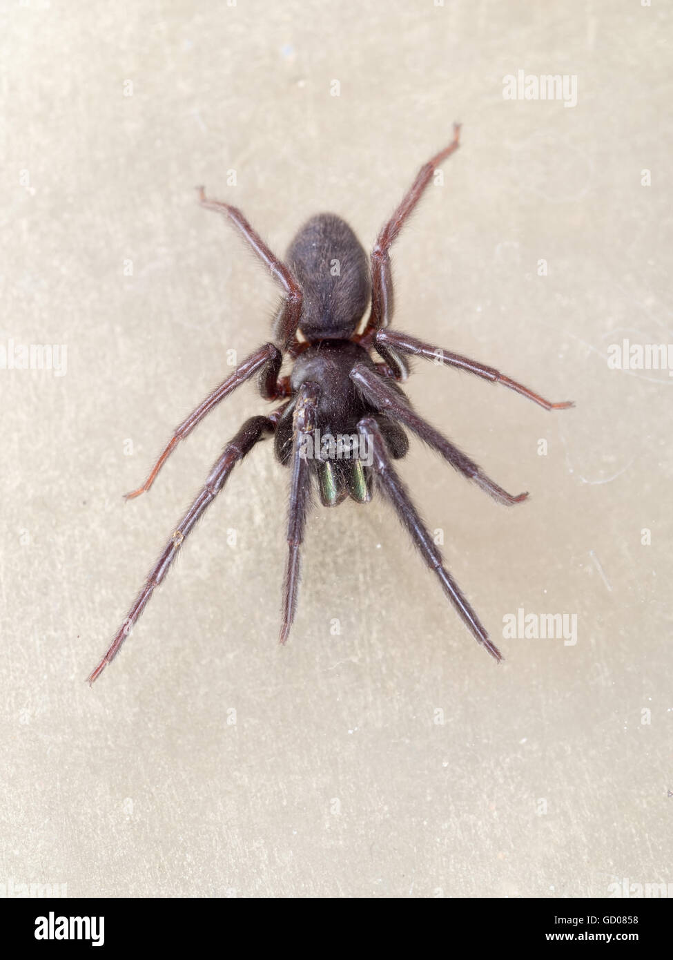 Di colore molto scuro e peloso ragno. Morsi. Segestria florentina spider web su sfondo chiaro. Foto Stock