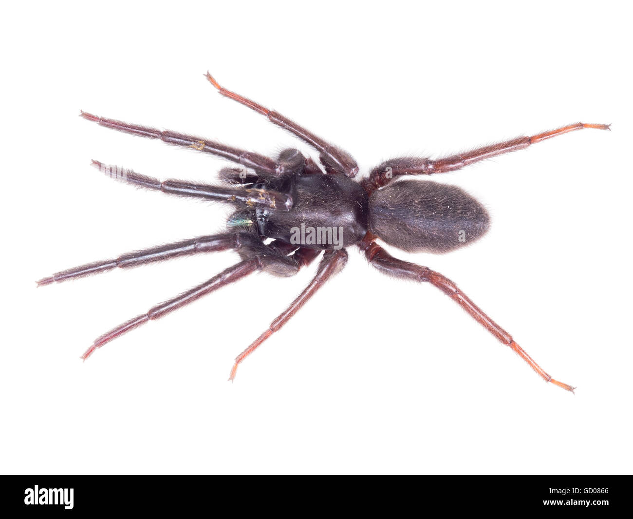 Segestria florentina spider web su bianco. Di colore molto scuro e peloso. Morsi. Vista aerea. Foto Stock