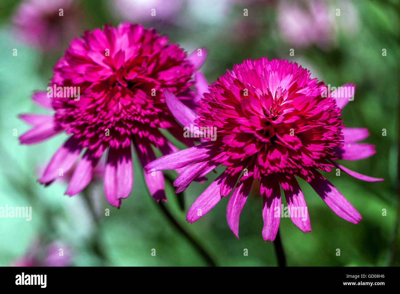 Purple coneflower, Echinacea purpurea "Southern Belle' Foto Stock