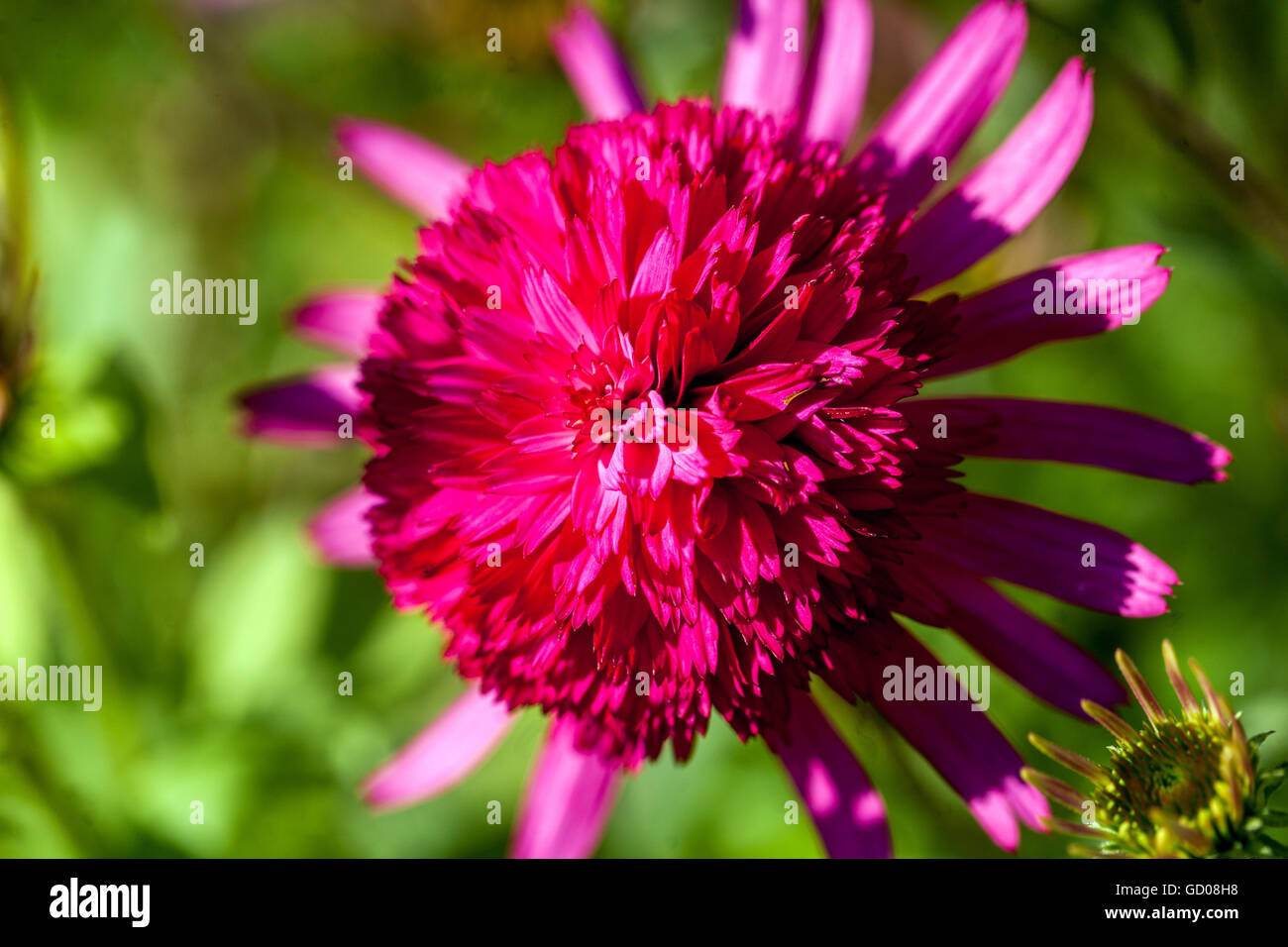 Echinacea purpurea "Southern Belle', Viola coneflower Foto Stock