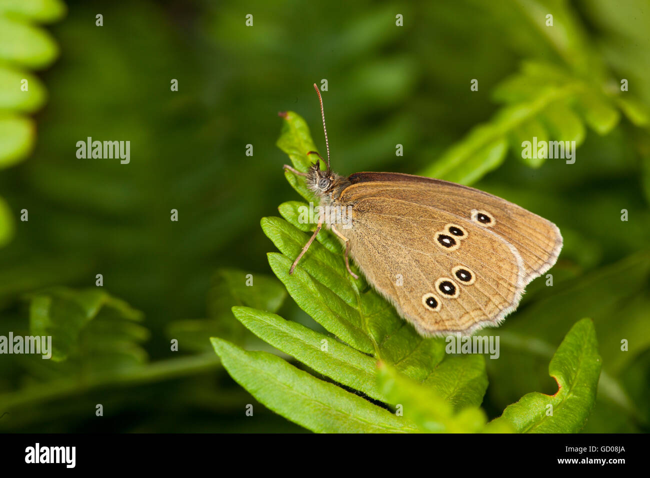 In prossimità di una splendida farfalla posata su una foglia Foto Stock