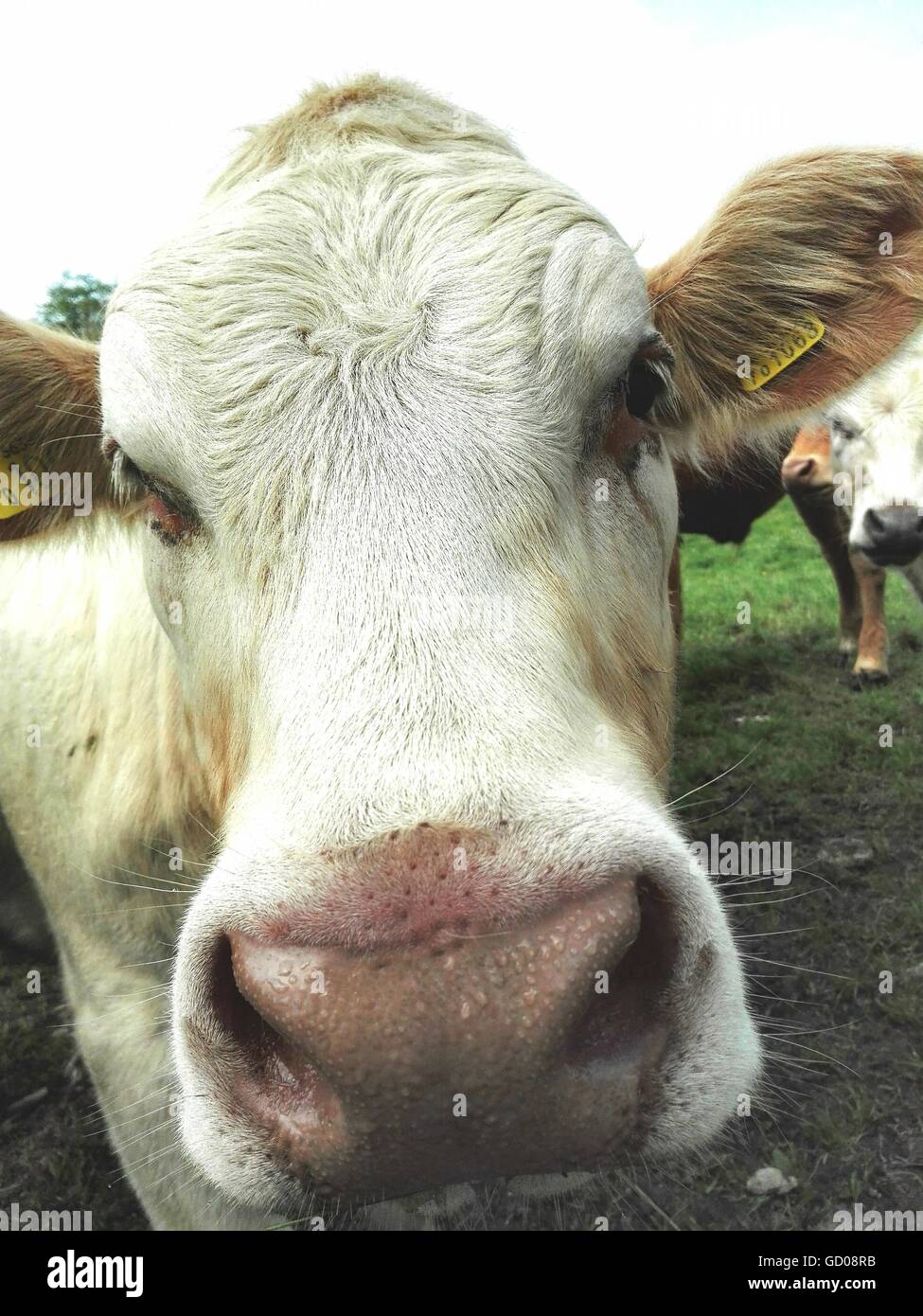Vacca in Devon - close up. Foto Stock
