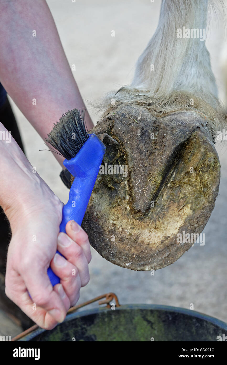 Pulizia uno zoccolo di cavallo con un nettapiede in stretta fino Foto Stock