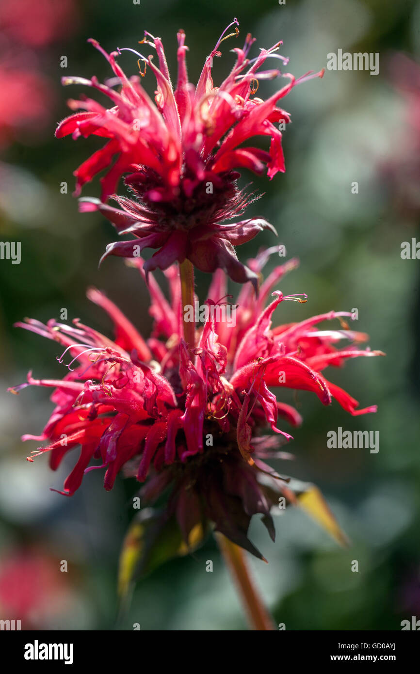 Monarda 'Vista Giardino Scarlet', bee balsamo, horsemint, oswego tè o di bergamotto Foto Stock