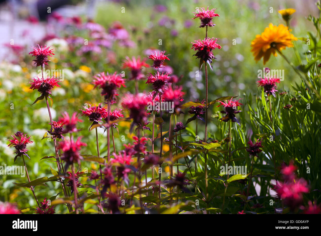 Monarda 'Gardenview Scarlet', fiore di balsamo d'api, caverna, tè oswego o bergamotto in un letto di fiori da giardino, confine di luglio Foto Stock