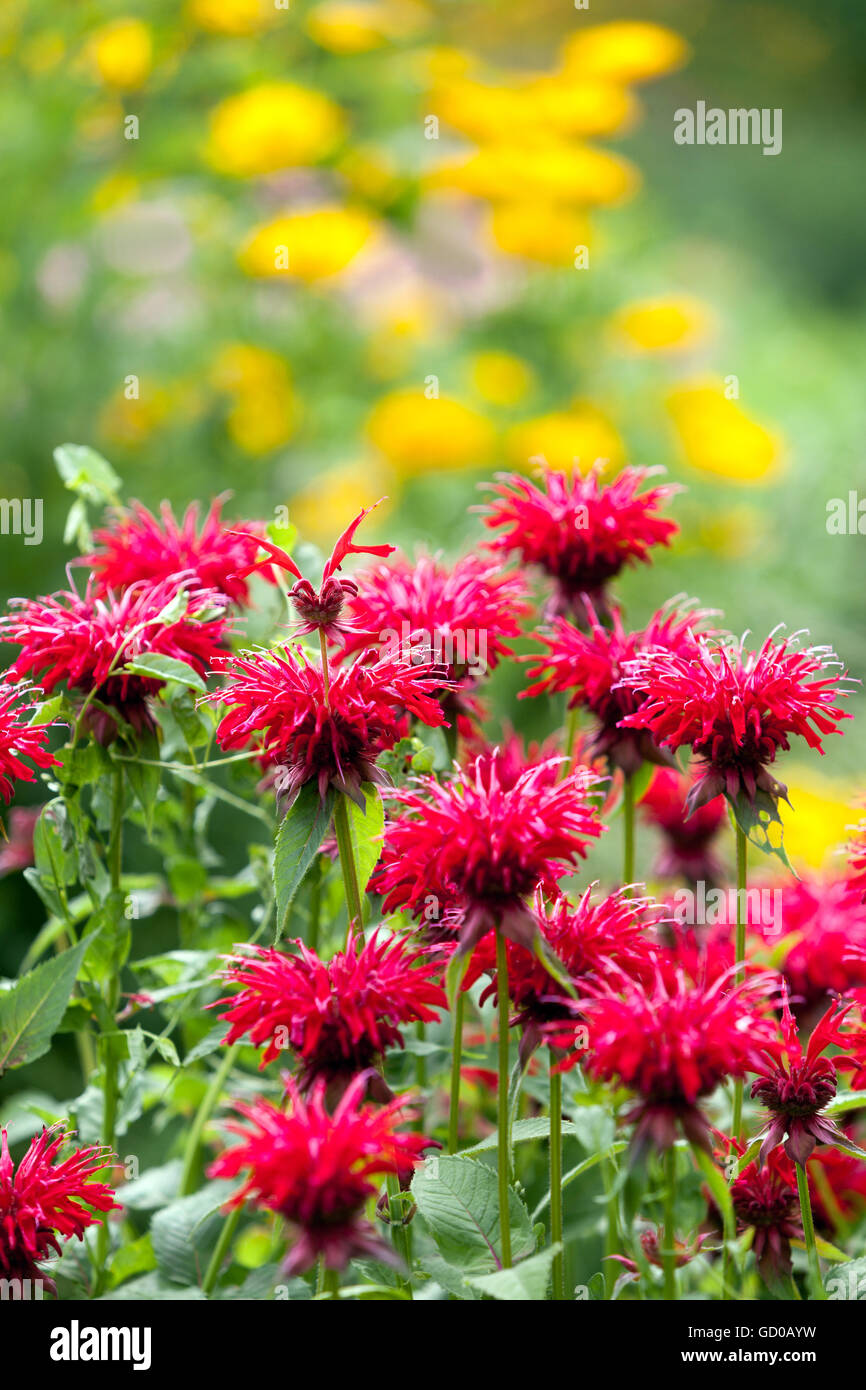 Red Monarda 'Gardenview Scarlet', caverna, tè oswego o bergamotto Foto Stock