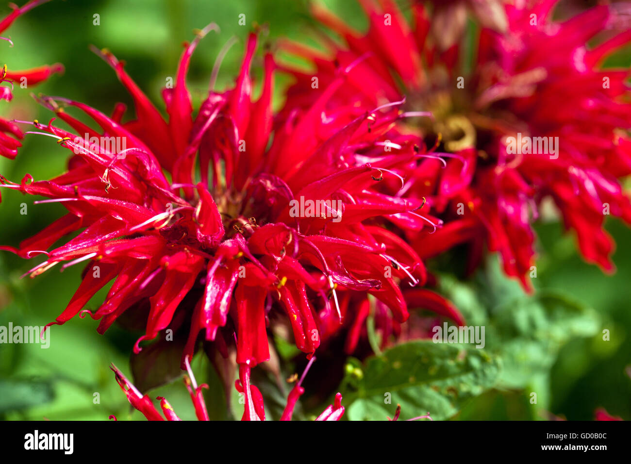 Monarda 'Vista Giardino Scarlet', bee balsamo, horsemint, oswego tè o di bergamotto Foto Stock