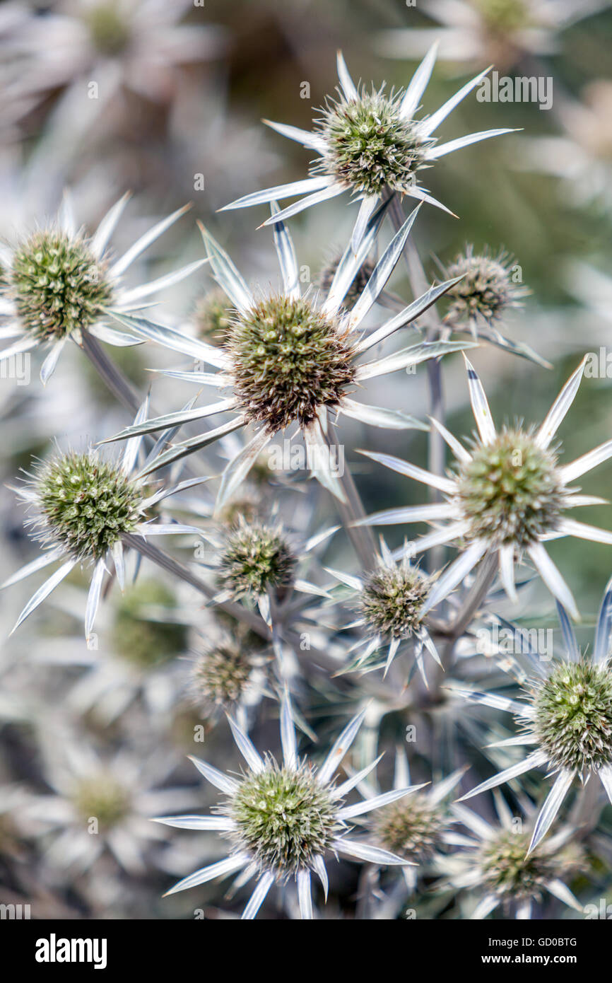 Eryngo e mare holly, Eryngium bourgati Foto Stock